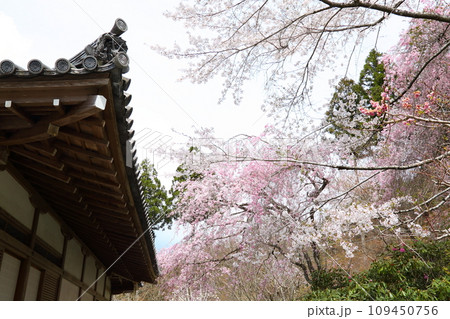 三千院のサクラ 109450756