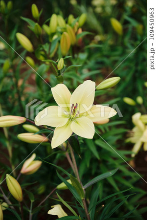 白いユリの花 109450963
