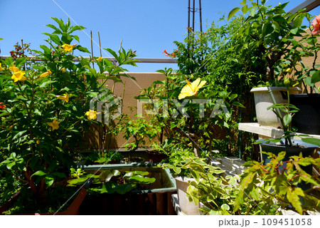 ガーデニング&ビオトープ 青空に緑やお花がいっぱい ガーデニング&ビオトープ 青空に緑やお花がいっぱい 109451058