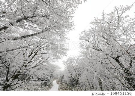 This is a winter landscape of 1100 Hill Wetland, a famous tourist attraction in Jeju Island, South Korea. This is a winter landscape of 1100 Hill Wetland, a famous tourist attraction in Jeju Island, South Korea. 109451150