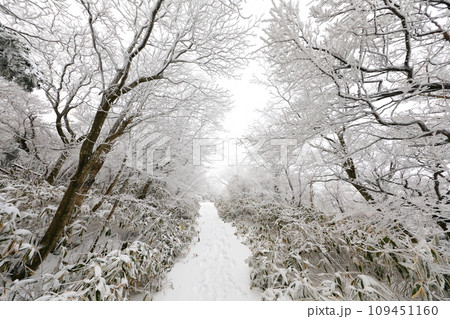 This is a winter landscape of 1100 Hill Wetland, a famous tourist attraction in Jeju Island, South Korea. 109451160