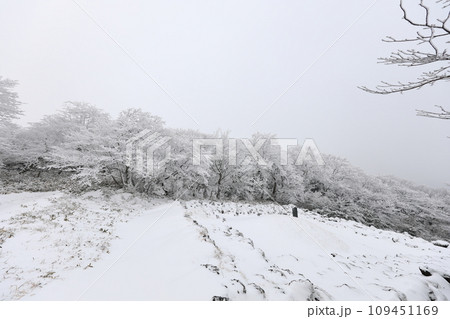 This is a winter landscape of 1100 Hill Wetland, a famous tourist attraction in Jeju Island, South Korea. 109451169
