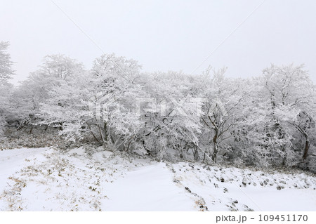 This is a winter landscape of 1100 Hill Wetland, a famous tourist attraction in Jeju Island, South Korea. 109451170