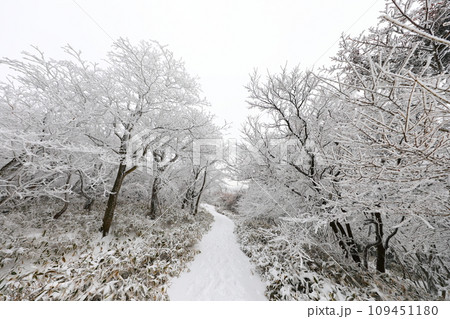 This is a winter landscape of 1100 Hill Wetland, a famous tourist attraction in Jeju Island, South Korea. 109451180
