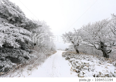 This is a winter landscape of 1100 Hill Wetland, a famous tourist attraction in Jeju Island, South Korea. 109451194