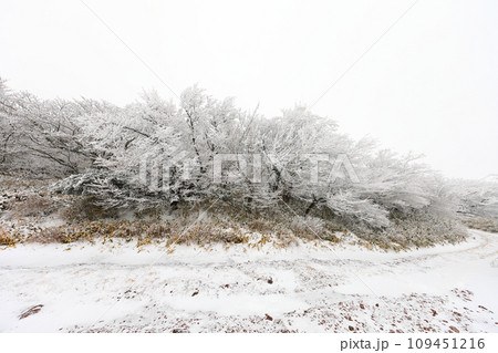 This is a winter landscape of 1100 Hill Wetland, a famous tourist attraction in Jeju Island, South Korea. This is a winter landscape of 1100 Hill Wetland, a famous tourist attraction in Jeju Island, South Korea. 109451216