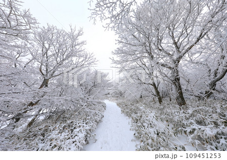 This is a winter landscape of 1100 Hill Wetland, a famous tourist attraction in Jeju Island, South Korea. 109451253