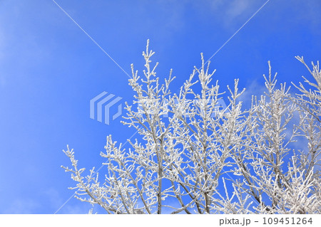 This is a winter landscape of 1100 Hill Wetland, a famous tourist attraction in Jeju Island, South Korea. 109451264