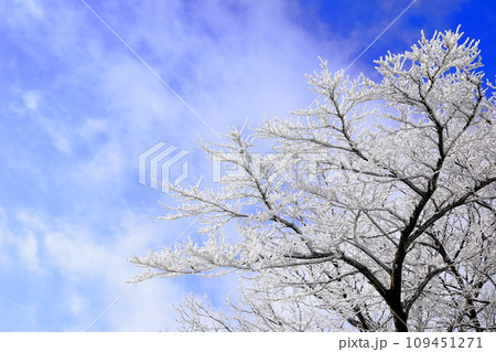 This is a winter landscape of 1100 Hill Wetland, a famous tourist attraction in Jeju Island, South Korea. 109451271