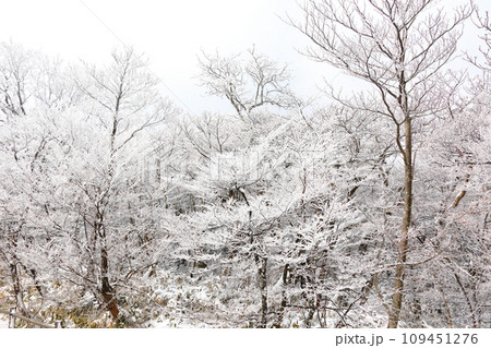 This is a winter landscape of 1100 Hill Wetland, a famous tourist attraction in Jeju Island, South Korea. 109451276