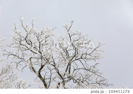 This is a winter landscape of 1100 Hill Wetland, a famous tourist attraction in Jeju Island, South Korea. 109451278