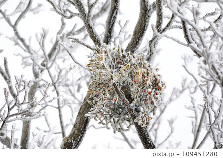 This is a winter landscape of 1100 Hill Wetland, a famous tourist attraction in Jeju Island, South Korea. 109451280