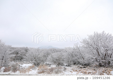 This is a winter landscape of 1100 Hill Wetland, a famous tourist attraction in Jeju Island, South Korea. 109451286