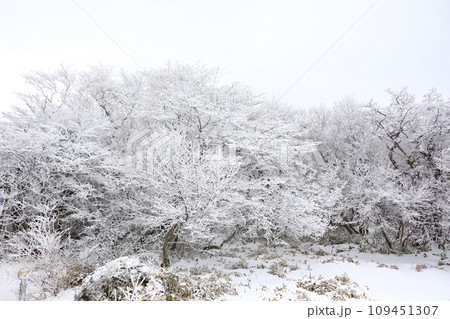 This is a winter landscape of 1100 Hill Wetland, a famous tourist attraction in Jeju Island, South Korea. 109451307