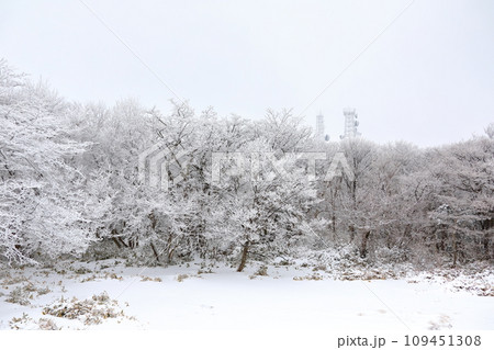 This is a winter landscape of 1100 Hill Wetland, a famous tourist attraction in Jeju Island, South Korea. 109451308