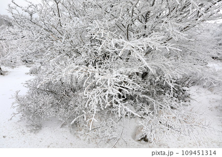 This is a winter landscape of 1100 Hill Wetland, a famous tourist attraction in Jeju Island, South Korea. 109451314