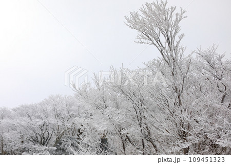 This is a winter landscape of 1100 Hill Wetland, a famous tourist attraction in Jeju Island, South Korea. 109451323