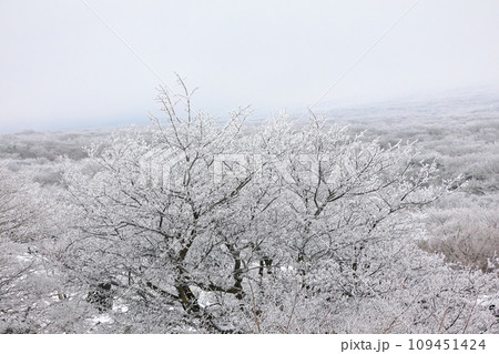 This is a winter landscape of 1100 Hill Wetland, a famous tourist attraction in Jeju Island, South Korea. This is a winter landscape of 1100 Hill Wetland, a famous tourist attraction in Jeju Island, South Korea. 109451424
