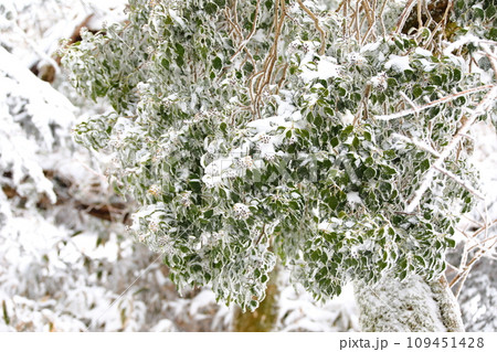 This is a winter landscape of 1100 Hill Wetland, a famous tourist attraction in Jeju Island, South Korea. 109451428