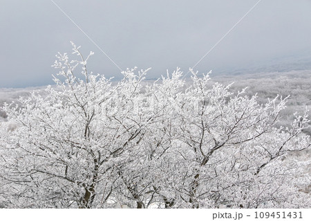 This is a winter landscape of 1100 Hill Wetland, a famous tourist attraction in Jeju Island, South Korea. 109451431
