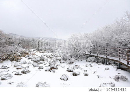 This is a winter landscape of 1100 Hill Wetland, a famous tourist attraction in Jeju Island, South Korea. 109451453