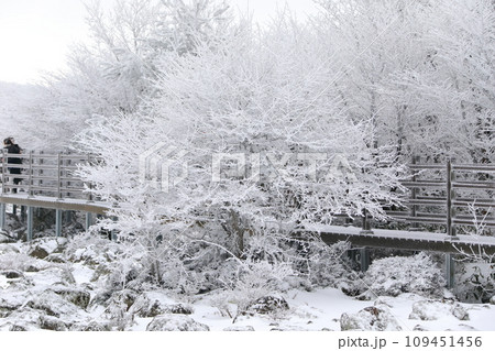 This is a winter landscape of 1100 Hill Wetland, a famous tourist attraction in Jeju Island, South Korea. 109451456