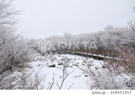 This is a winter landscape of 1100 Hill Wetland, a famous tourist attraction in Jeju Island, South Korea. 109451457