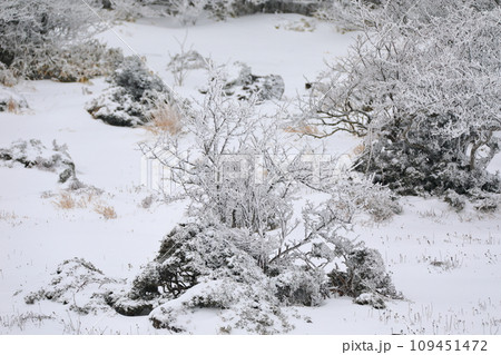 This is a winter landscape of 1100 Hill Wetland, a famous tourist attraction in Jeju Island, South Korea. 109451472