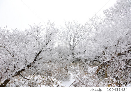 This is a winter landscape of 1100 Hill Wetland, a famous tourist attraction in Jeju Island, South Korea. 109451484