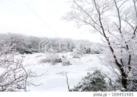 This is a winter landscape of 1100 Hill Wetland, a famous tourist attraction in Jeju Island, South Korea. 109451485