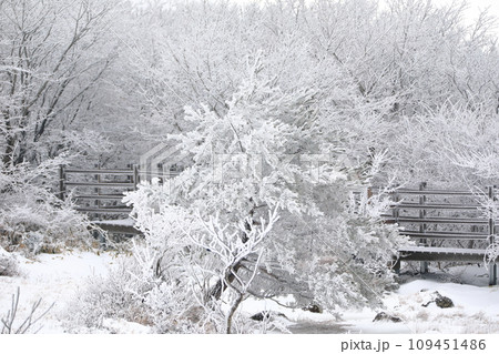 This is a winter landscape of 1100 Hill Wetland, a famous tourist attraction in Jeju Island, South Korea. 109451486
