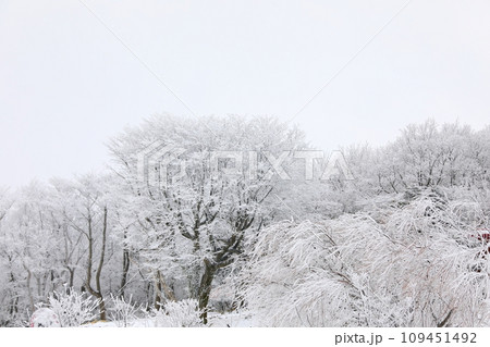This is a winter landscape of 1100 Hill Wetland, a famous tourist attraction in Jeju Island, South Korea. 109451492