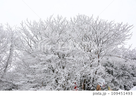 This is a winter landscape of 1100 Hill Wetland, a famous tourist attraction in Jeju Island, South Korea. 109451493