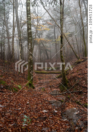 霧と晩秋の森 109451728
