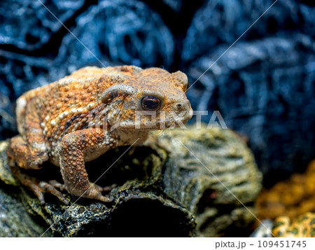 ミヤコヒキガエルのクローズアップ ミヤコヒキガエルのクローズアップ 109451745
