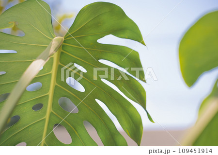 nature and landscape concept with backside of monstera leaf with sunshine and sky background 109451914