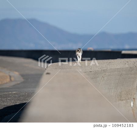 堤防を歩く猫 キジ白 堤防を歩く猫 キジ白 109452183