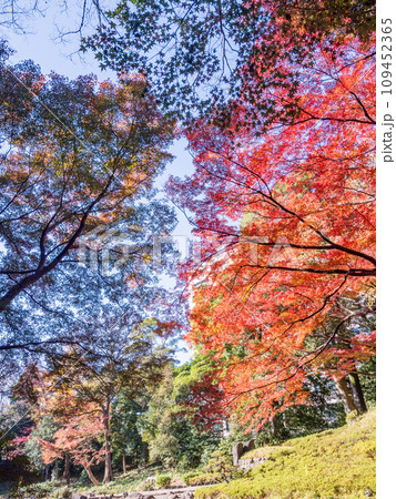 （東京）紅葉が美しい・小石川後楽園 109452365
