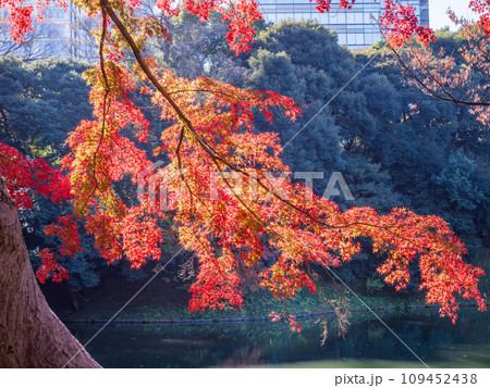 （東京）紅葉が美しい・小石川後楽園 109452438