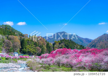 【桃源郷】阿智村の花桃の里【長野県】 109452720
