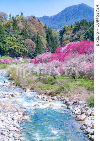 【桃源郷】阿智村の花桃の里【長野県】 【桃源郷】阿智村の花桃の里【長野県】 109452724