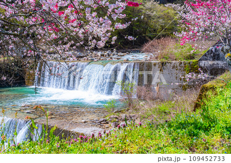 【桃源郷】阿智村の花桃の里【長野県】 【桃源郷】阿智村の花桃の里【長野県】 109452733