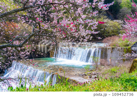 【桃源郷】阿智村の花桃の里【長野県】 【桃源郷】阿智村の花桃の里【長野県】 109452736