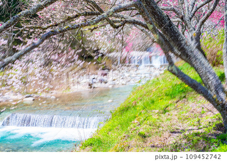 【桃源郷】阿智村の花桃の里【長野県】 109452742