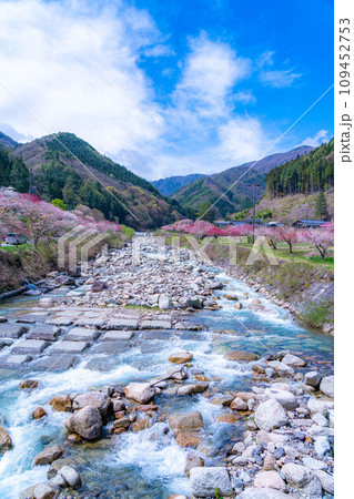 【桃源郷】阿智村の花桃の里【長野県】 【桃源郷】阿智村の花桃の里【長野県】 109452753