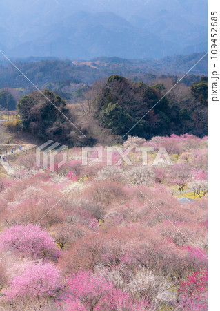 【早春素材】いなべ市農業公園の梅林【三重県】 109452885