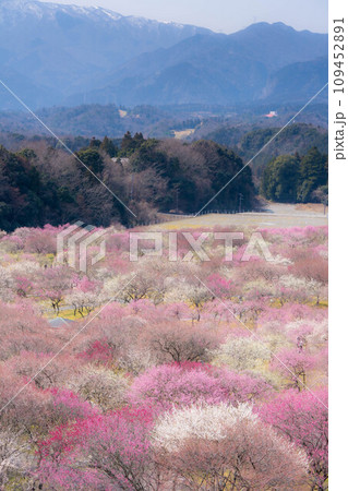 【早春素材】いなべ市農業公園の梅林【三重県】 109452891