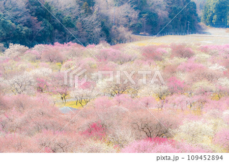 【早春素材】いなべ市農業公園の梅林【三重県】 109452894