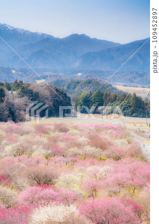 【早春素材】いなべ市農業公園の梅林【三重県】 109452897