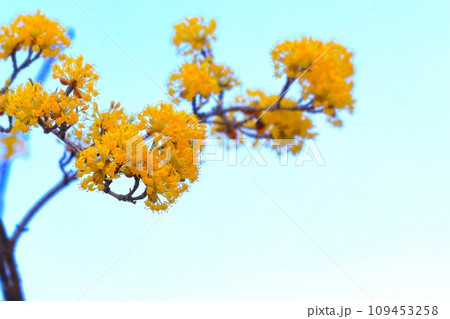快晴の青空と春を告げる山茱萸の花 109453258